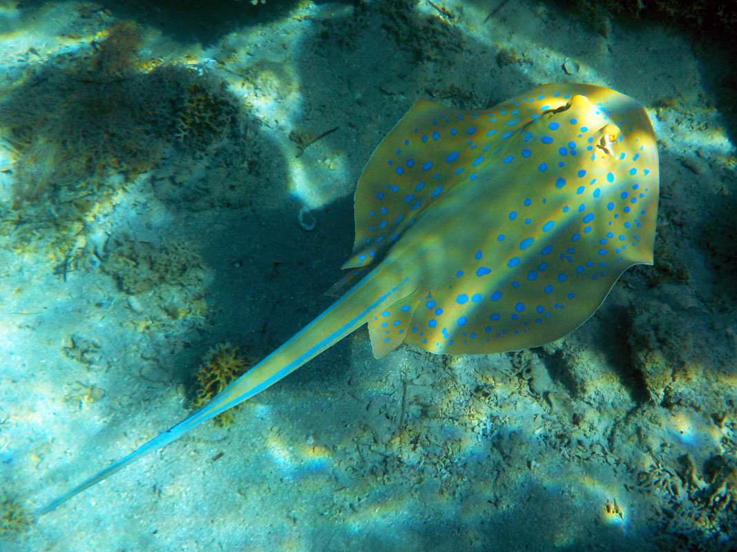 Blue Spotted Stingray at Sataya, Red Sea, Egypt