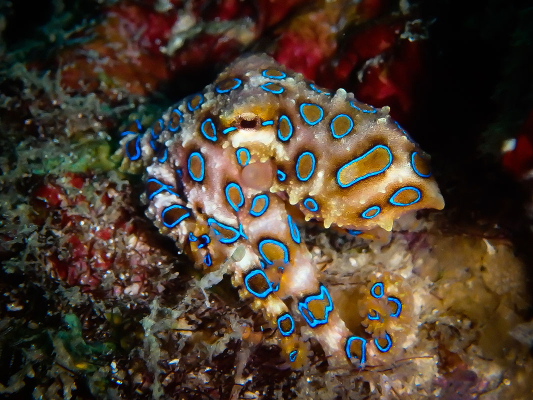 Blue-ring Octopus, Borneo Bluering Octopus at Pom Pom Island, Sabah