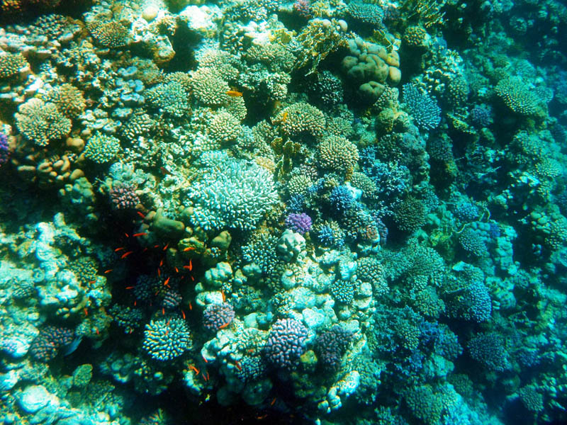 Coral garden