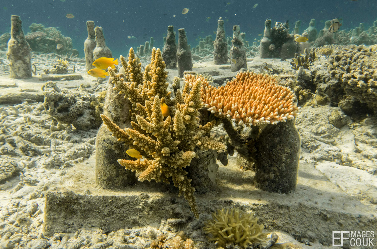 Pom Pom Island Coral Reef Corals growing on reef restoration structures