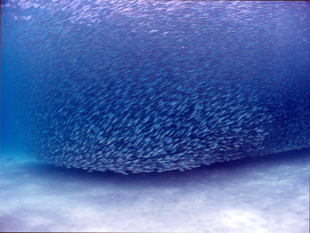 School of Fish, Costa Rica