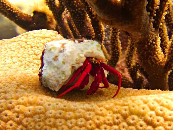 Crab - Scuba Diving the Dominican Republic Crab at Viva Shallow Dive Site