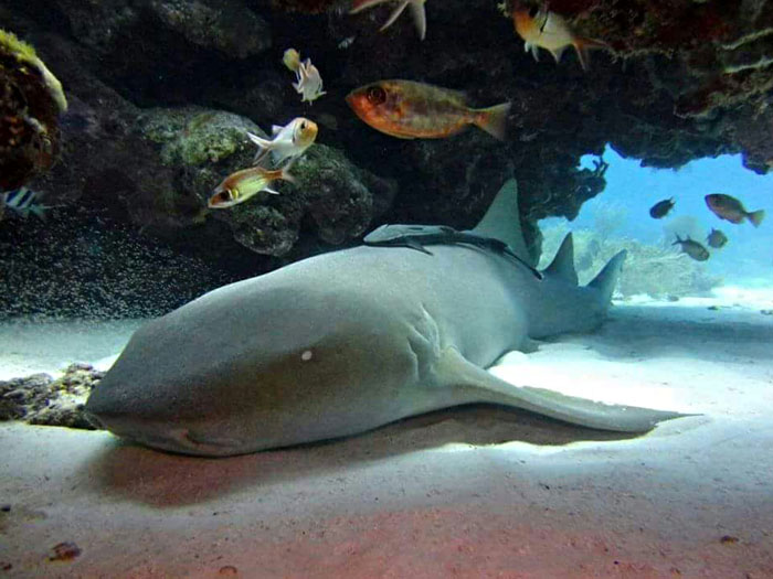 Nurse Shark at El Faro Dive Site El Faro Saona Island Nurse Shark