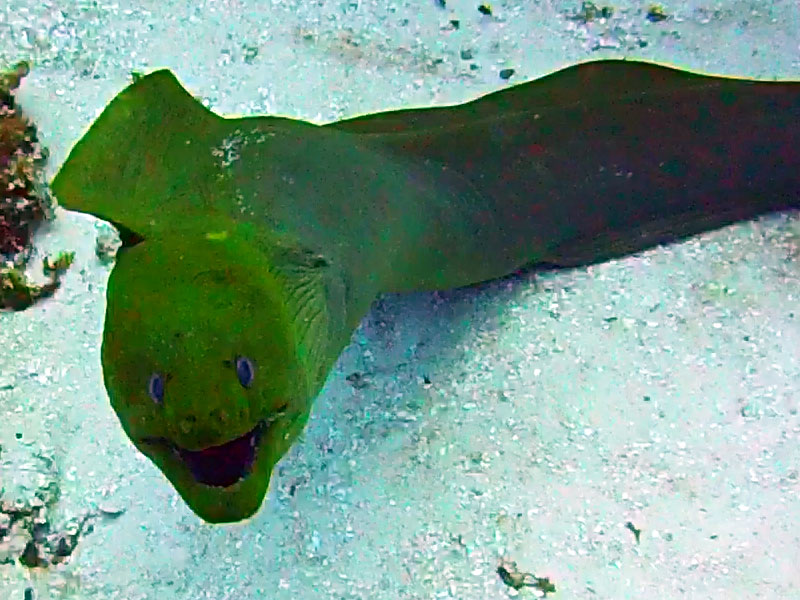 Giant Green Moray Eel in Cozumel Moray Eel at Santa Rosa Wall Dive Site