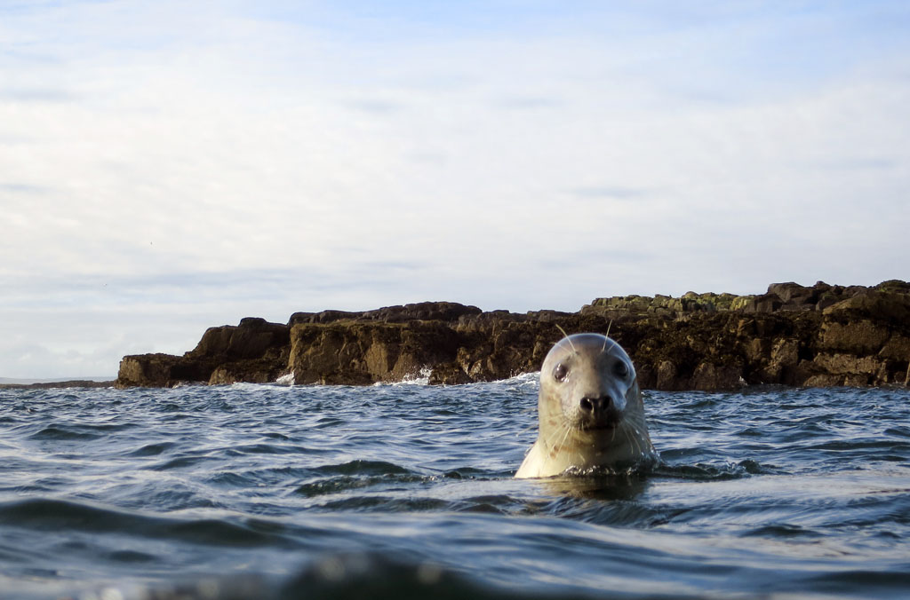 Gray seals at Farne Island Scuba Diving with Seals at Farne Islands, UK
