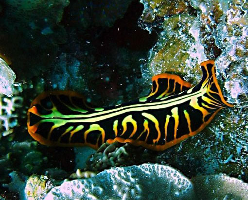 Flatworm from Zanzibar Flatworm from Zanzibar