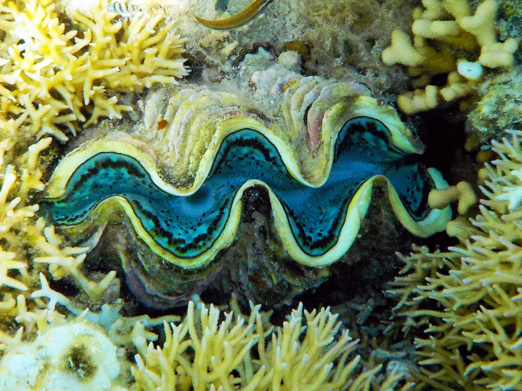 Giant clam