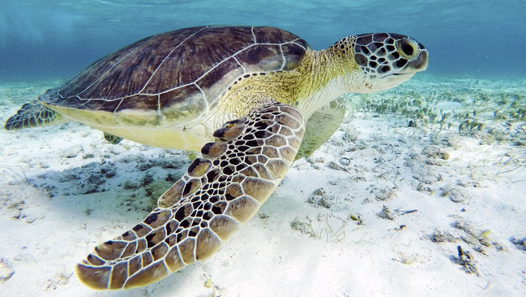 Green Turtle in Turtle City, Gili Trawangan Green Turtle