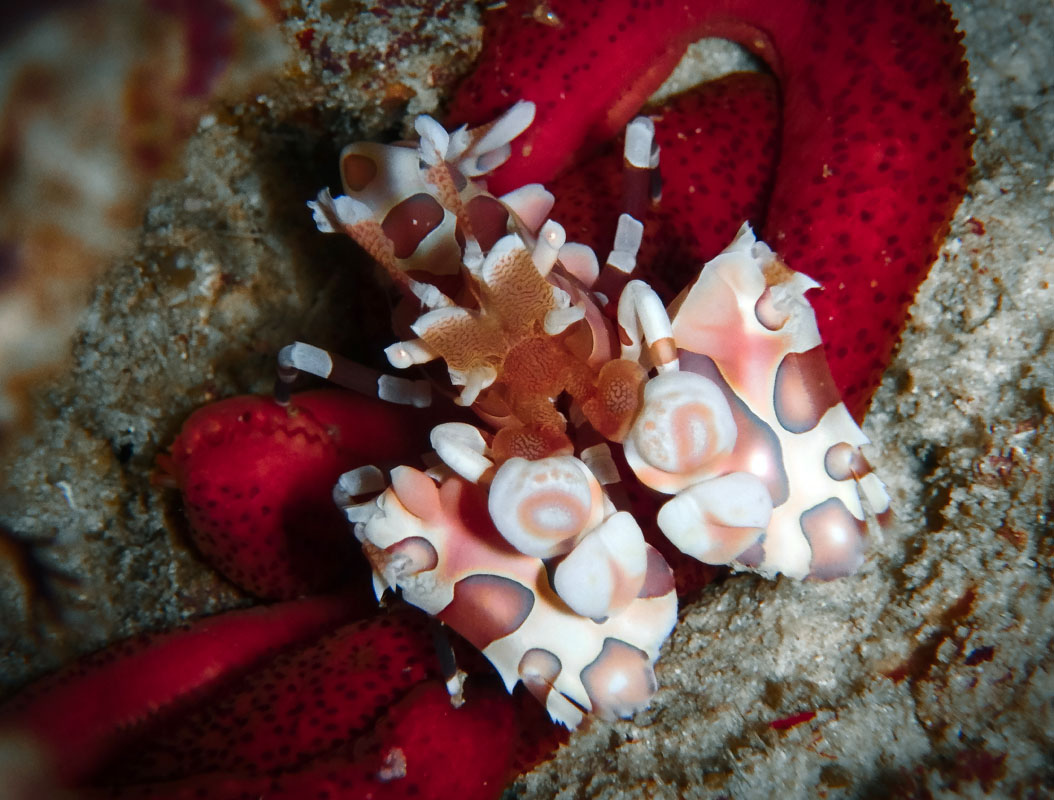 Pom Pom Island Macro Scuba Diving Harlequin Shrimp feeding on Starfish