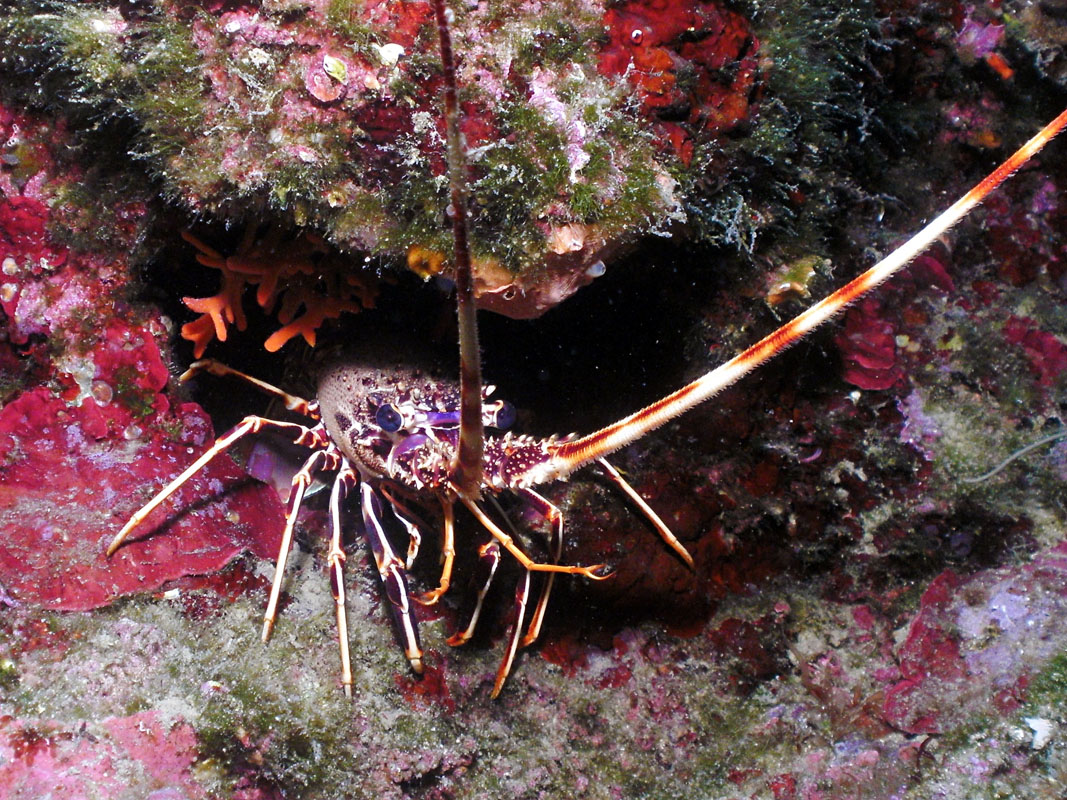 Lobster Lobster at Giranda Wall, Croatia