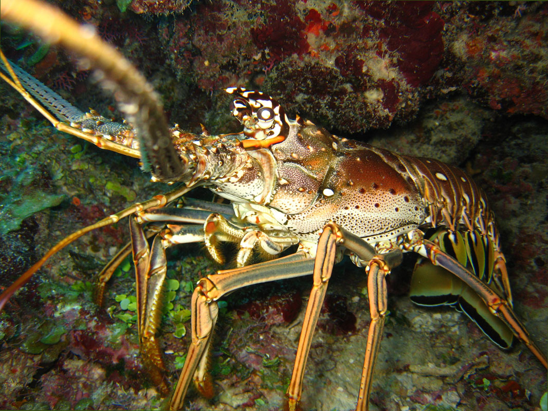 Lobster, Saba