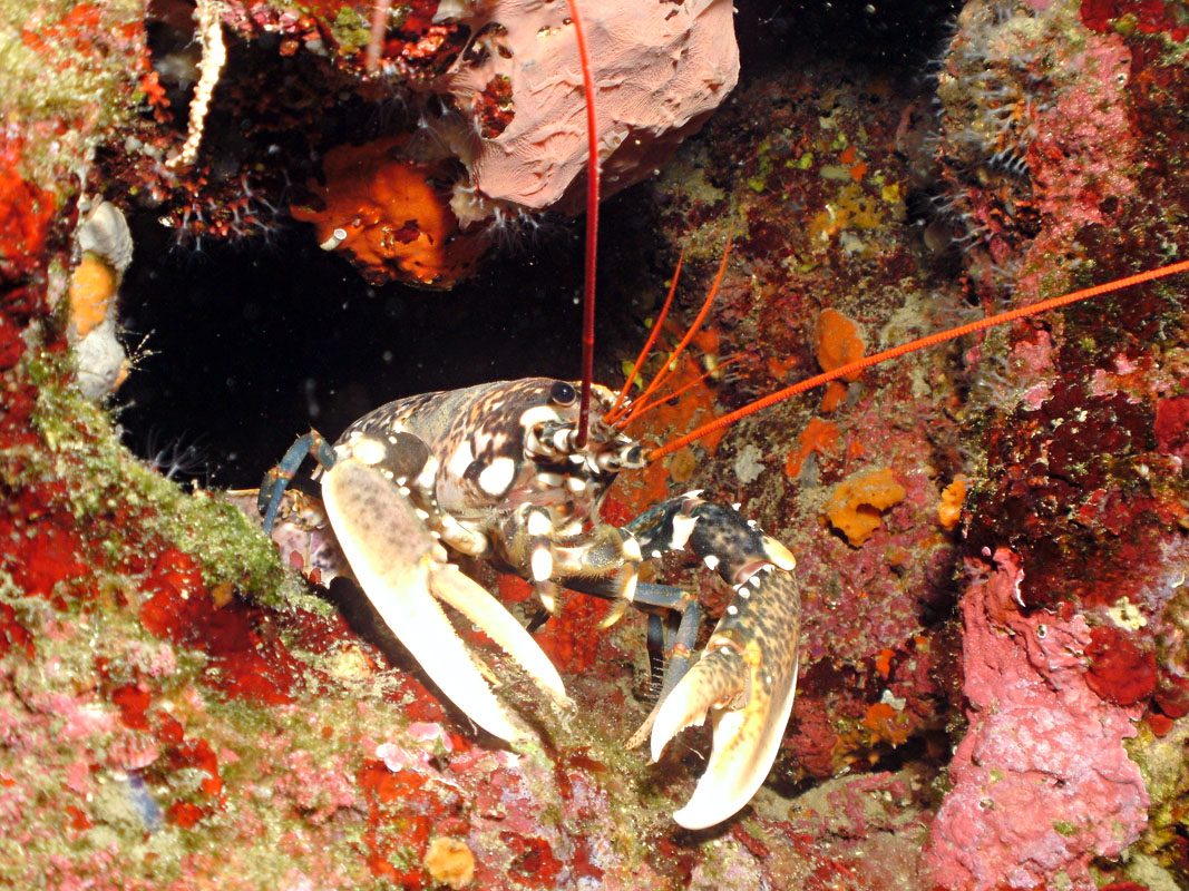 Lobster