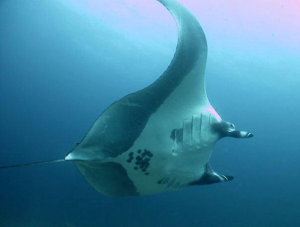 Manta ray in Costa Rica