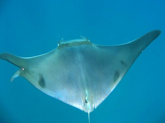Mobula ray Mobula in Costa Rica