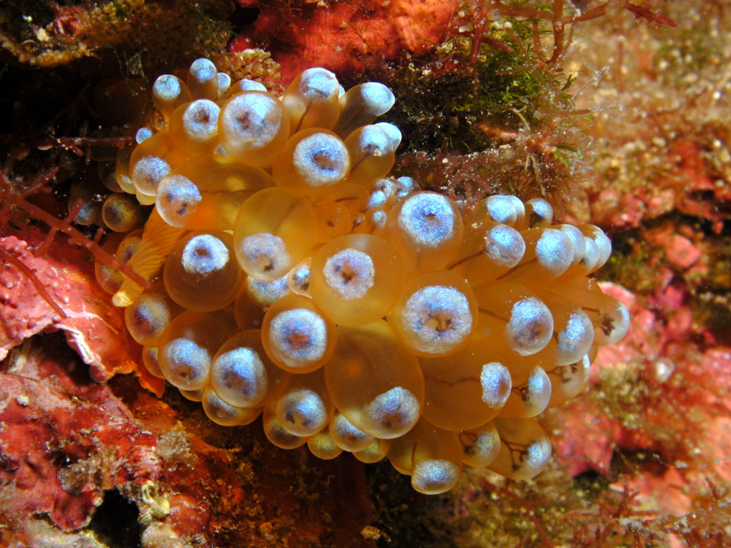 Nudibranch Janolus Cristatus
