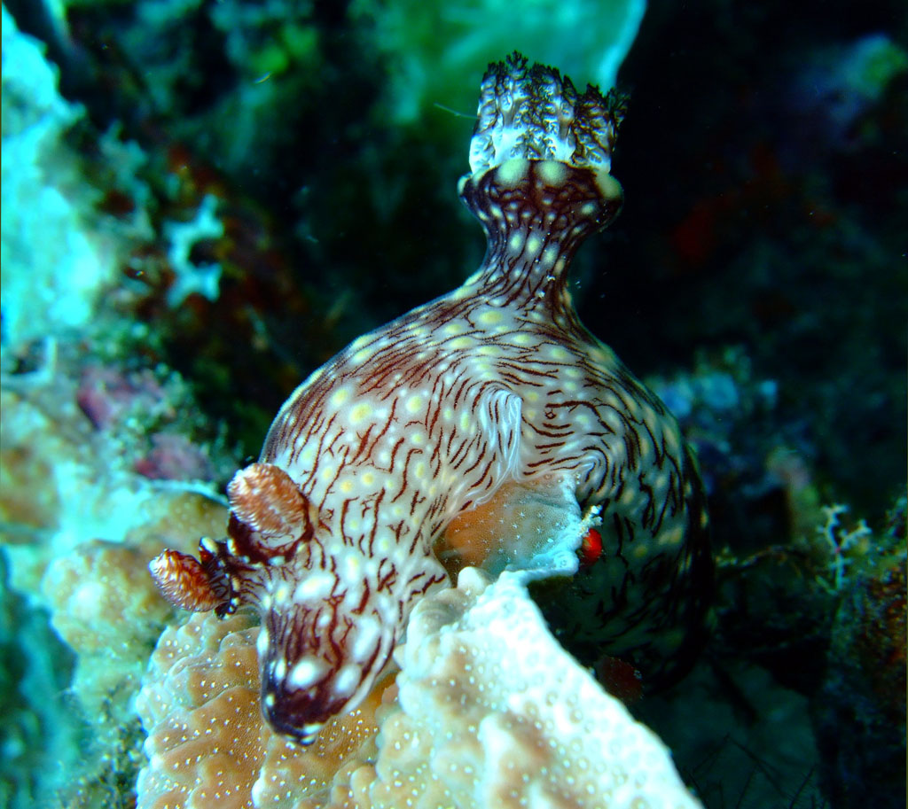 Nudibranch, Zanzibar