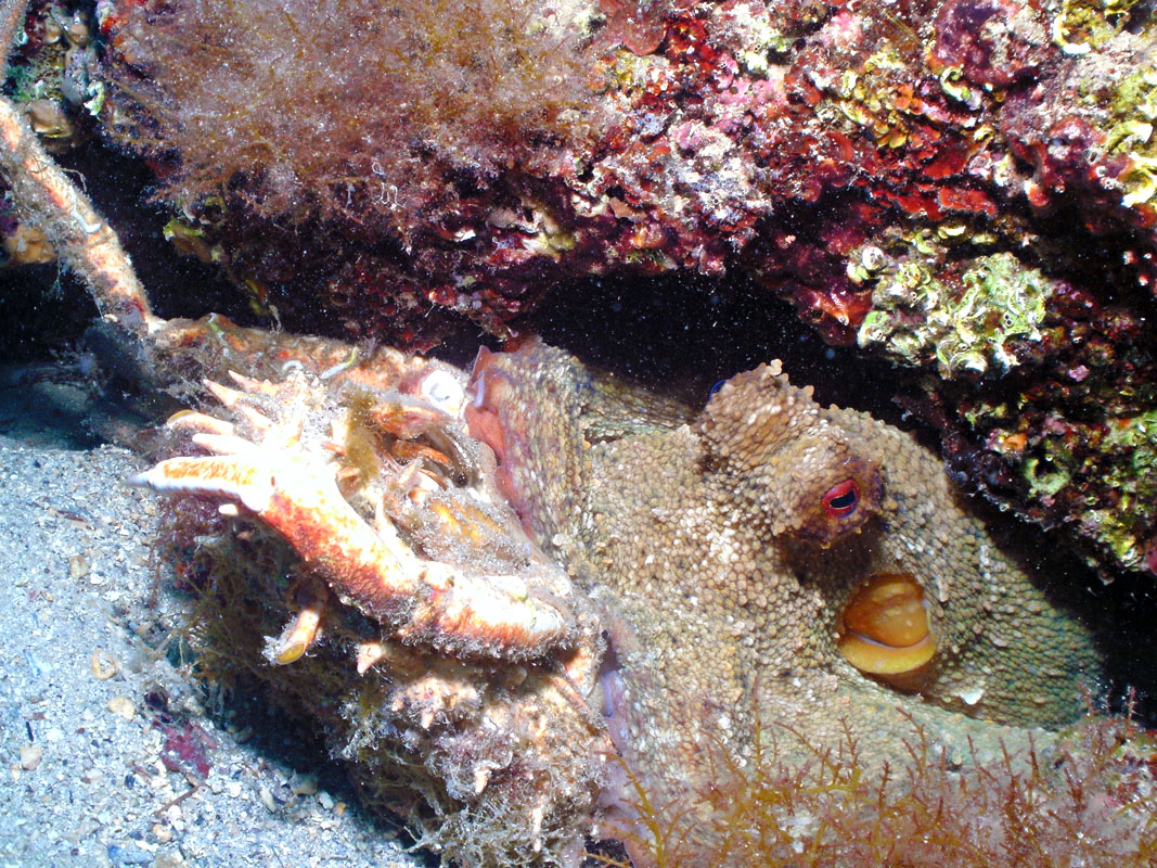 Amazing octopus versus crab picture Octopus eating a spider crab