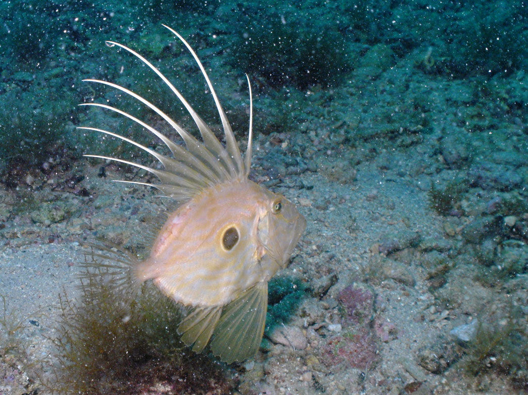 St Peter's fish Peter's Fish