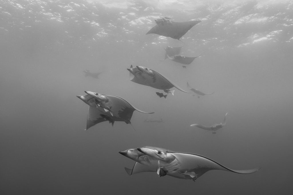Mobula rays at Princess Alice Bank Princess Alice Bank, Mobula rays