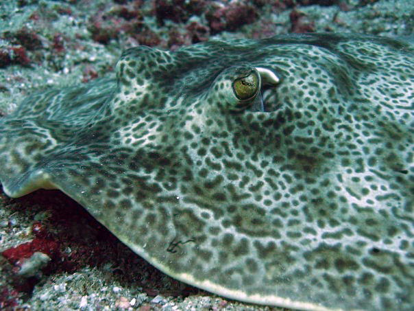 Ray