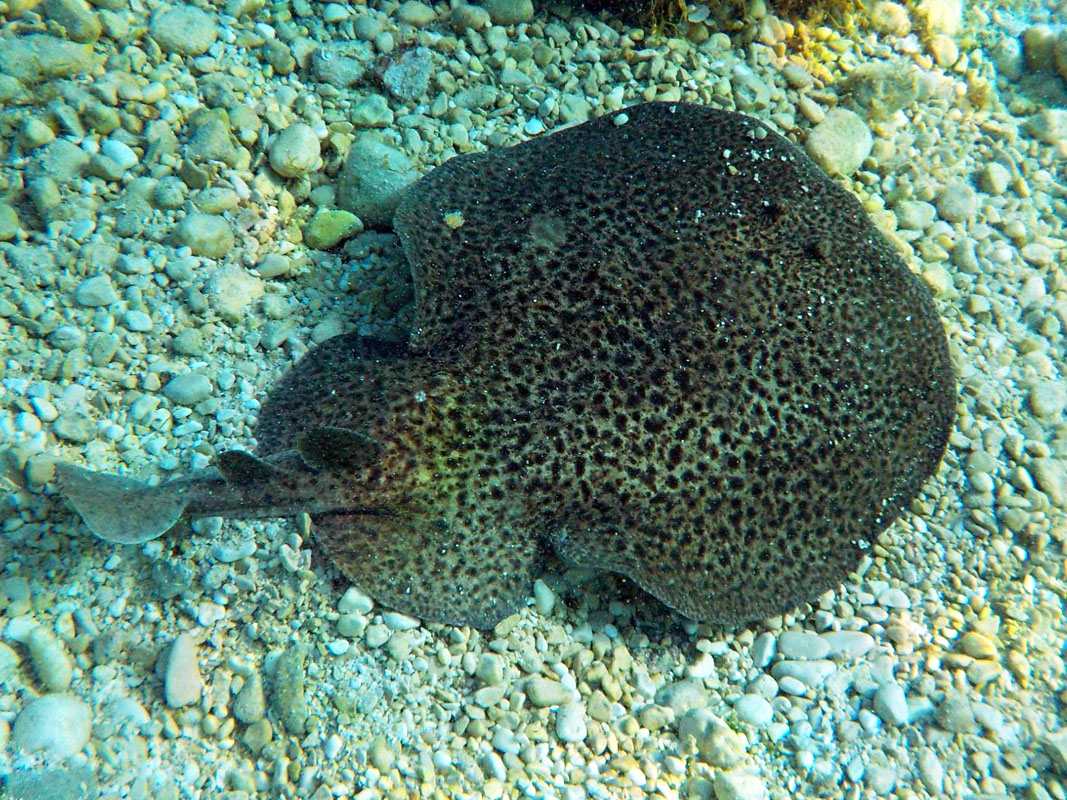 Ray at Giranda Wall