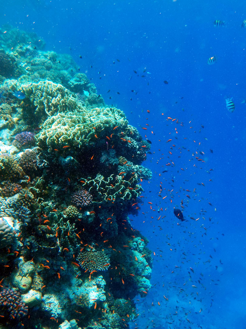 Sataya coral reef