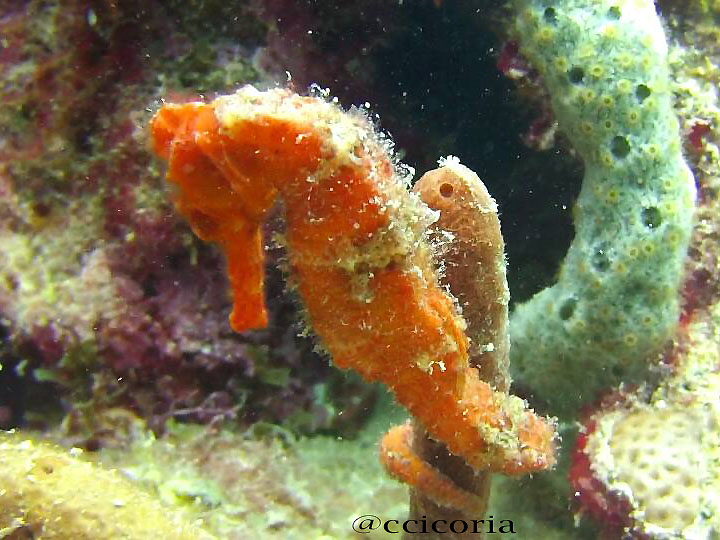 Sea Horse- Scuba Diving the Dominican Republic Seahorse at Viva Shallow
