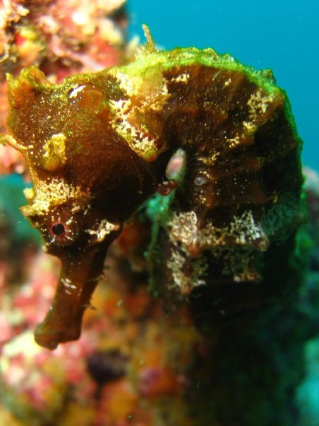 Seahorse in Costa Rica
