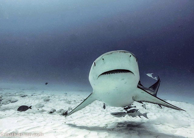 SHARK POINT, BULL SHARK DIVE, PLAYA DEL CARMEN, MEXICO SHARK POINT, BULL SHARK DIVE, Scuba Diving, Buceo