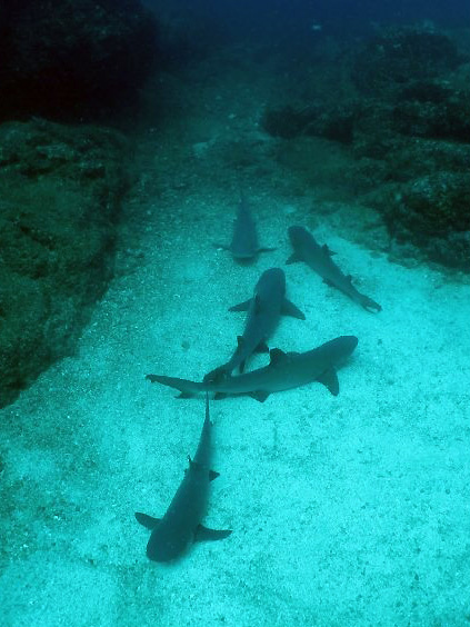 Sharks, Costa Rica