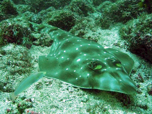 Shovelnose ray
