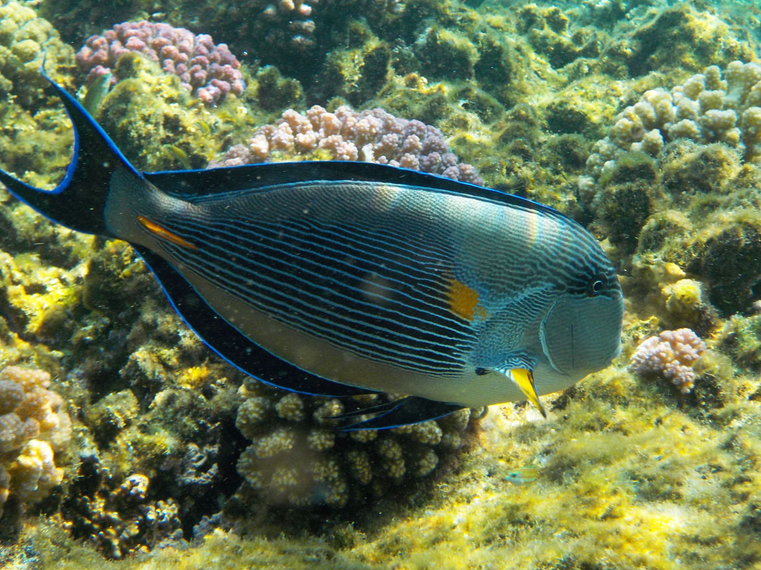 Sohal surgeonfish