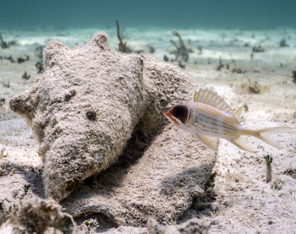 Soldierfish