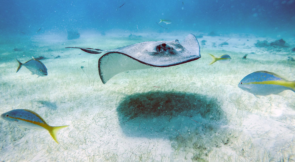 Southern Stingray, Grand Cayman Southern Stingray