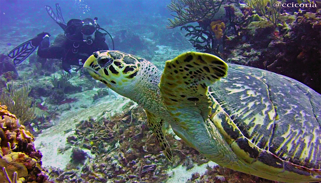 Hawksbill Turtle in Cozumel, Mexico Hawksbill Turtle at Santa Rosa Wall dive site
