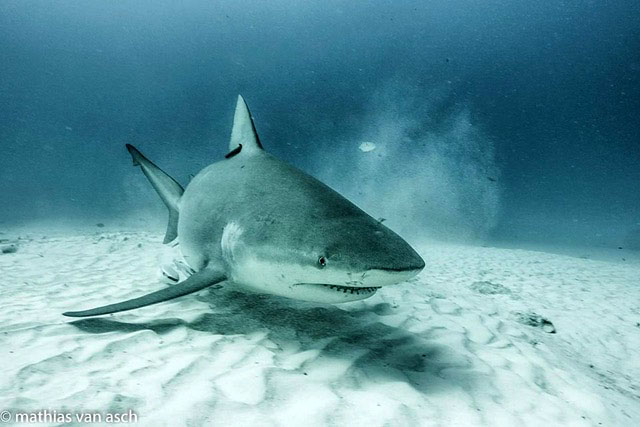 Bull Shark Point, Playa Del Carmen, Mexico, Buceo, Scuba Diving Bull Shark Point, Playa Del Carmen, Mexico
