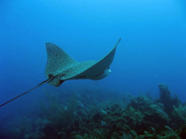 Eagle ray in Belize