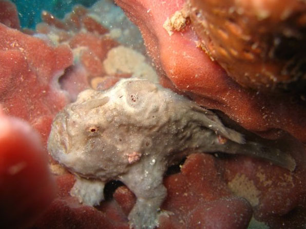 Frogfish, Saba