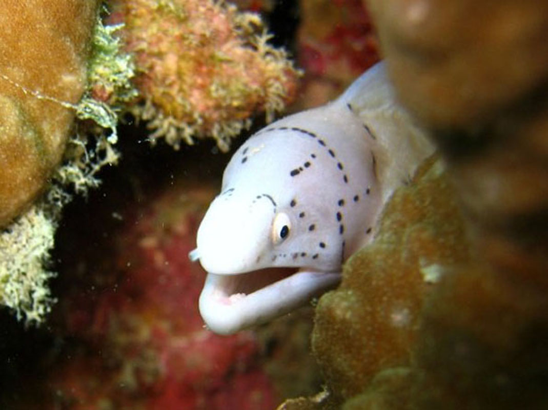Geometric moray, zanzibar