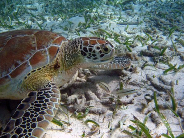 Green sea turtle, Belize