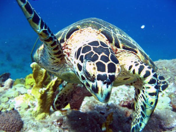 Hawksbill turtle in Saba