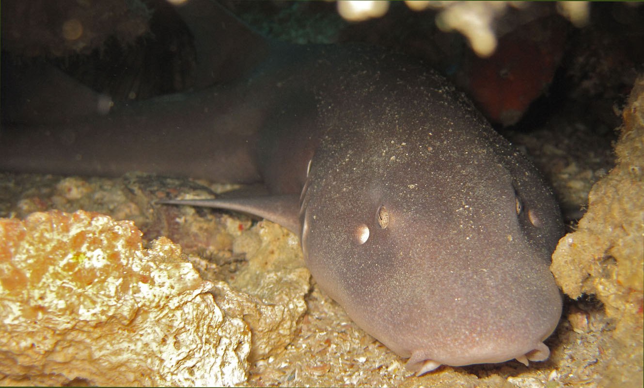 Nurse shark in Saba