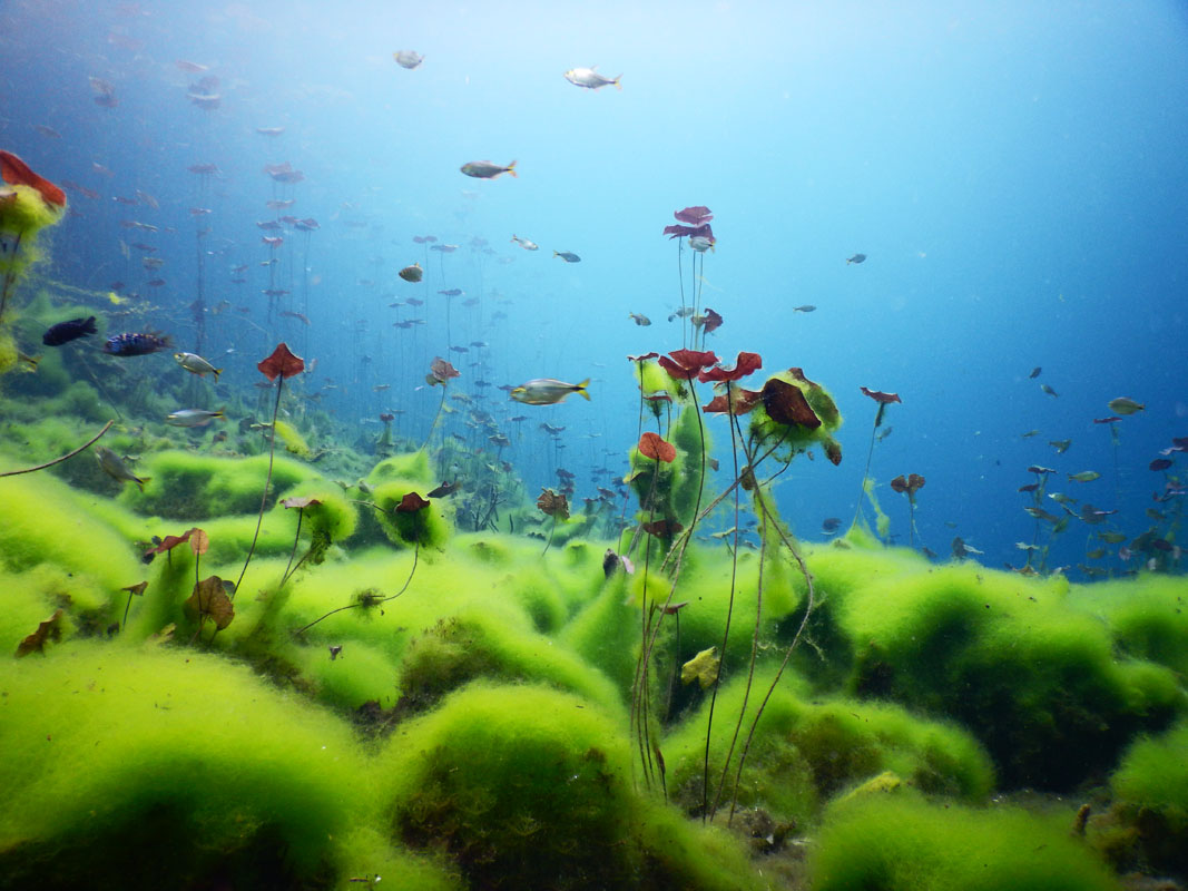 Carwash cenote
