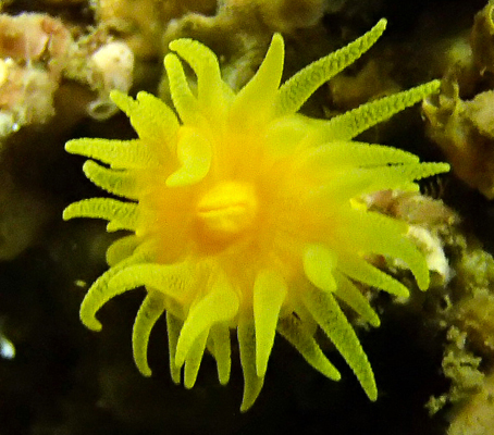 Leptosammia pruvoti cup coral in Segredo