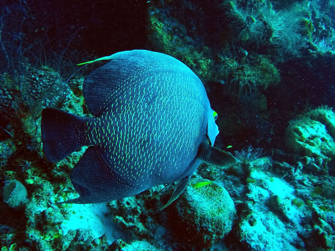 Scuba Diving Cozumel, Mexico Paso del cedral wall batfish