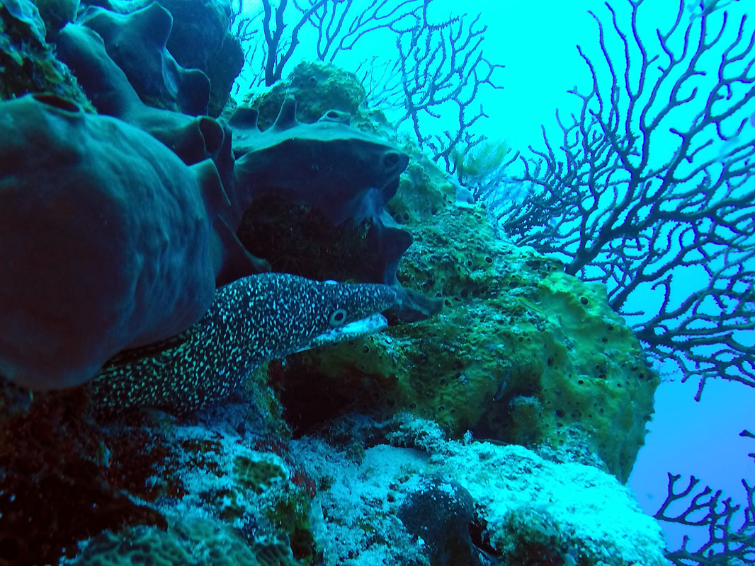 Cozumel reef, Mexico Paso del Cedral wall eel