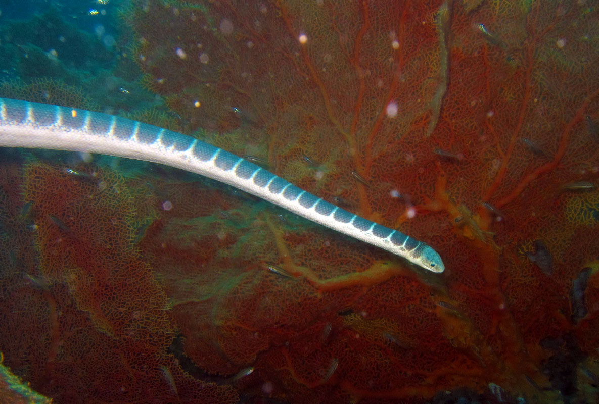 Seasnake likes Gorgonian