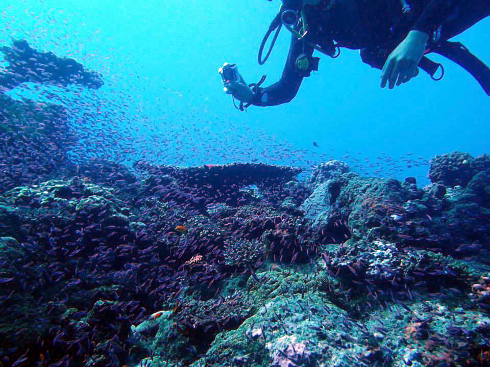 Beqa Lagoon Shark Reef Reserve Shark Reef Reserve. Diving over the top of the reef