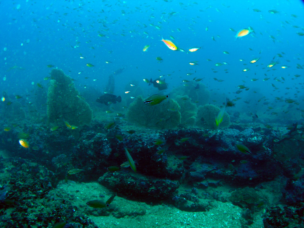 Triggerfish Trigger scape at the wall