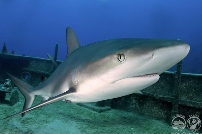 Bahamas Aggressor Liveaboard Shark Close Up Bahamas Aggressor Liveaboard Shark Close Up